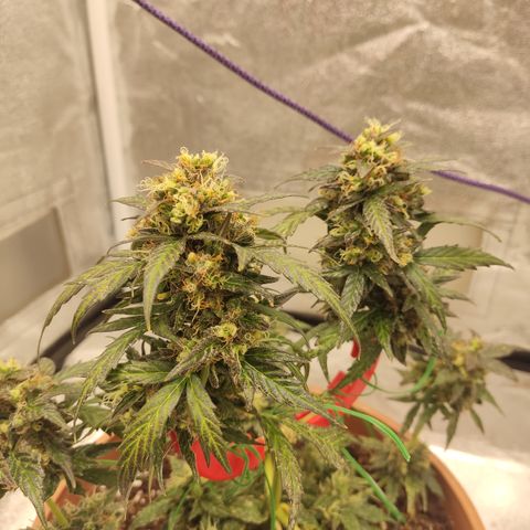 Apple Fritter Automatic growlog timeline photo
