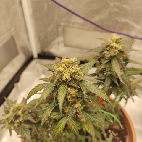 Apple Fritter Automatic growlog timeline photo