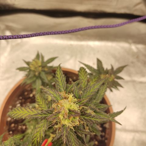 Apple Fritter Automatic growlog timeline photo