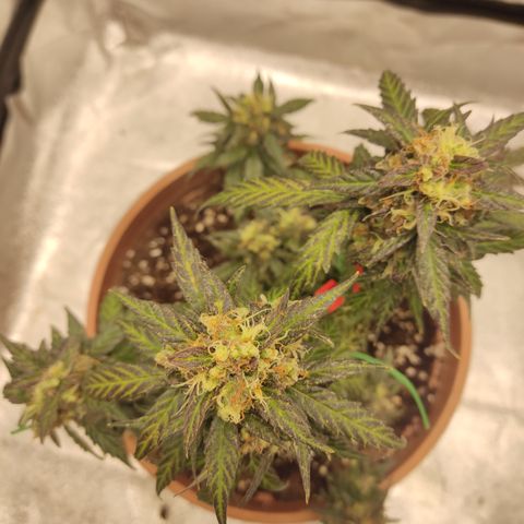 Apple Fritter Automatic growlog timeline photo