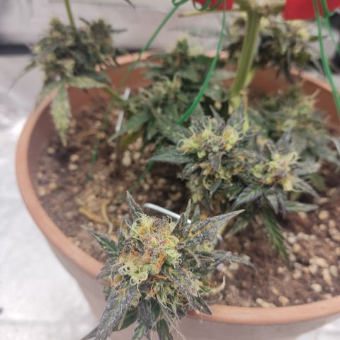 Apple Fritter Automatic growlog timeline photo