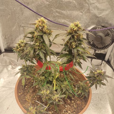 Apple Fritter Automatic growlog timeline photo