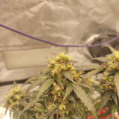 Apple Fritter Automatic growlog timeline photo
