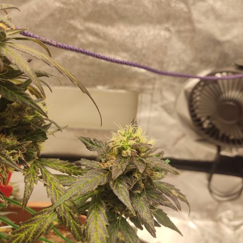 Apple Fritter Automatic growlog timeline photo