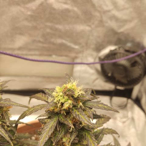 Apple Fritter Automatic growlog timeline photo