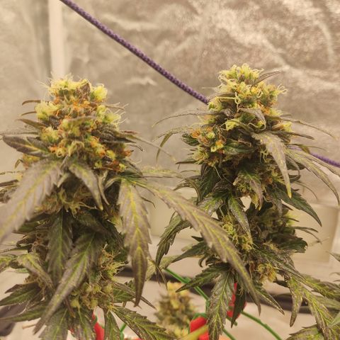 Apple Fritter Automatic growlog timeline photo