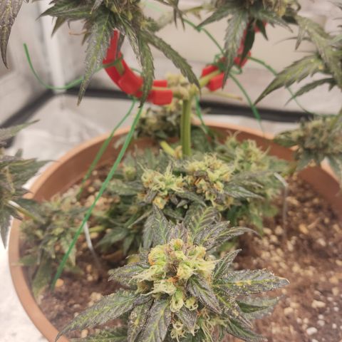 Apple Fritter Automatic growlog timeline photo