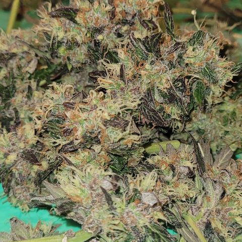 Apple Fritter Automatic growlog timeline photo
