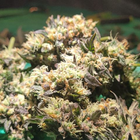 Apple Fritter Automatic growlog timeline photo