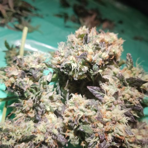 Apple Fritter Automatic growlog timeline photo