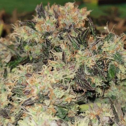 Apple Fritter Automatic growlog timeline photo
