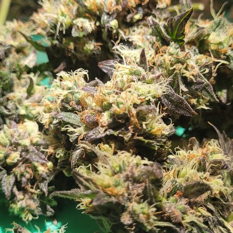 Apple Fritter Automatic growlog timeline photo