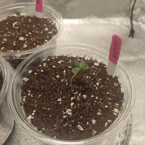 Lemon Cherry Gelato #1 growlog timeline photo