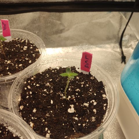 Lemon Cherry Gelato #1 growlog timeline photo