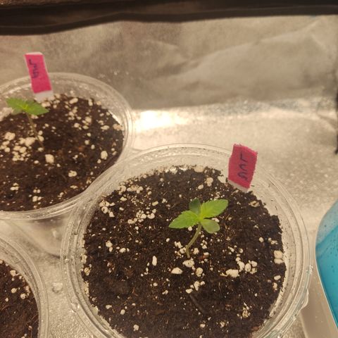 Lemon Cherry Gelato #1 growlog timeline photo