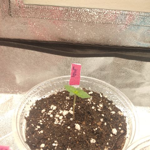 LSD Auto growlog timeline photo