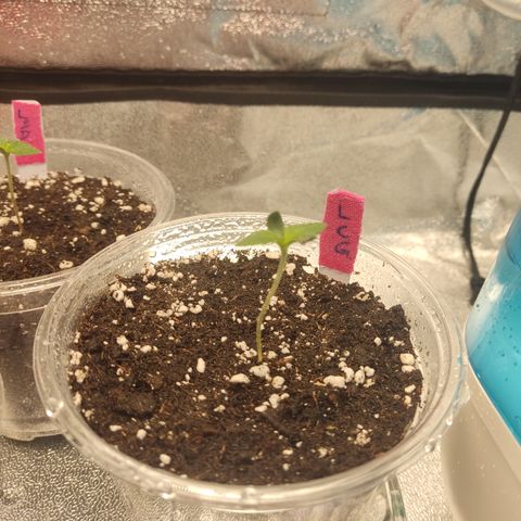 Lemon Cherry Gelato #1 growlog timeline photo