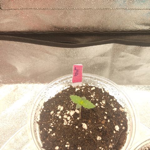 LSD Auto growlog timeline photo