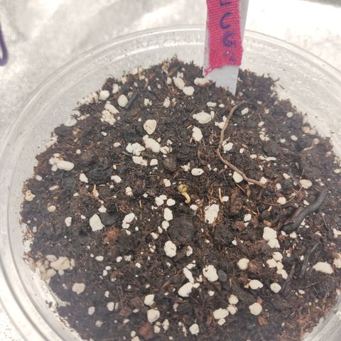 Lemon Cherry Gelato #2 growlog timeline photo