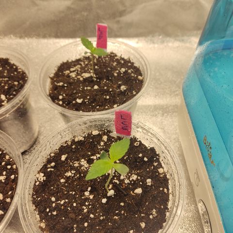 Lemon Cherry Gelato #1 growlog timeline photo