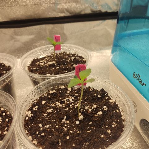 Lemon Cherry Gelato #1 growlog timeline photo