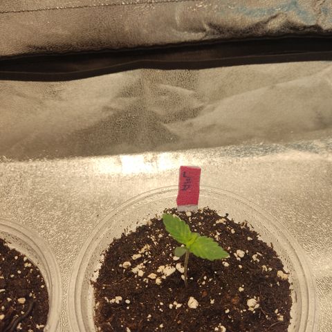 LSD Auto growlog timeline photo