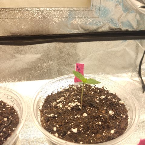 LSD Auto growlog timeline photo