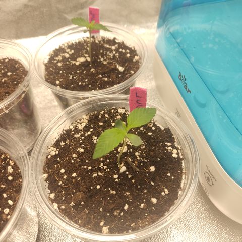 Lemon Cherry Gelato #1 growlog timeline photo