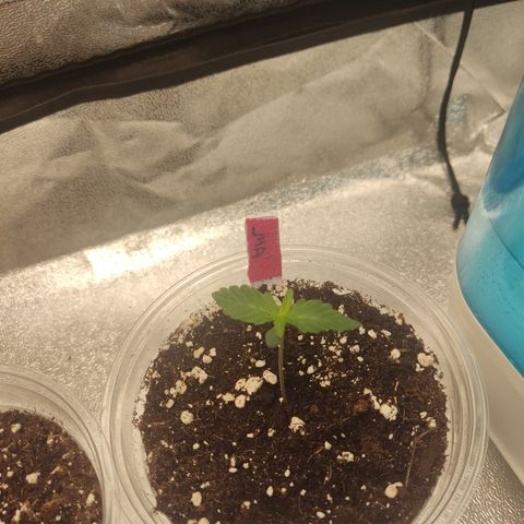 LSD Auto growlog timeline photo