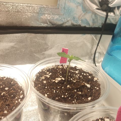 LSD Auto growlog timeline photo
