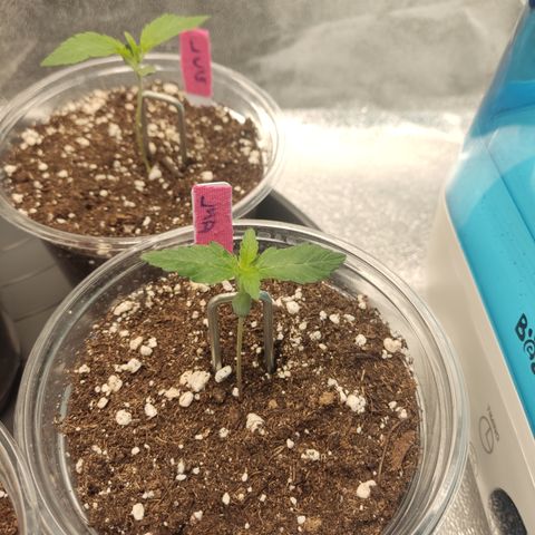 Lemon Cherry Gelato #1 growlog timeline photo