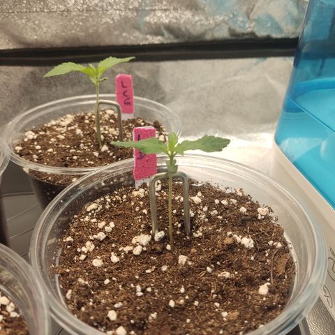Lemon Cherry Gelato #1 growlog timeline photo