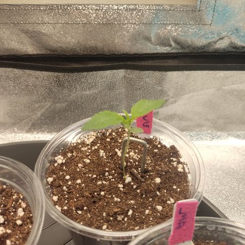 LSD Auto growlog timeline photo