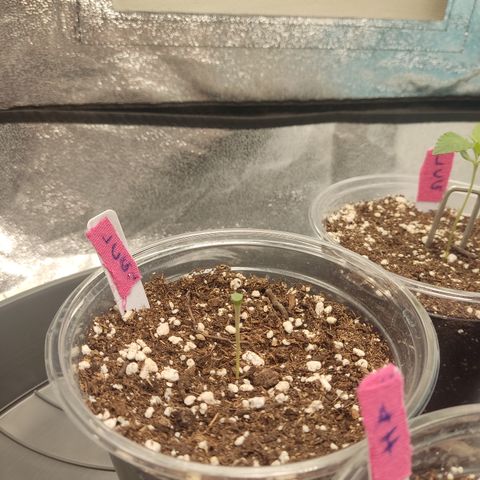 Lemon Cherry Gelato #2 growlog timeline photo