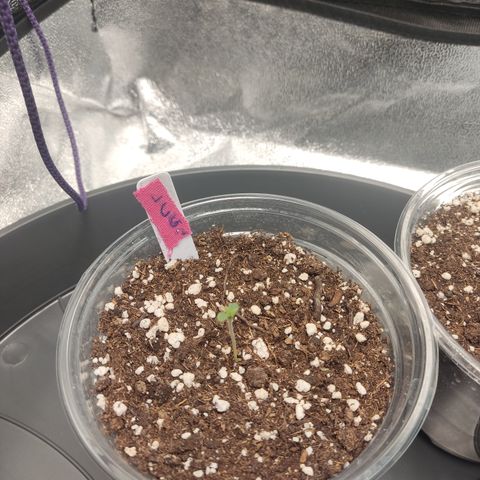 Lemon Cherry Gelato #2 growlog timeline photo