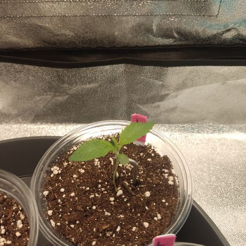LSD Auto growlog timeline photo