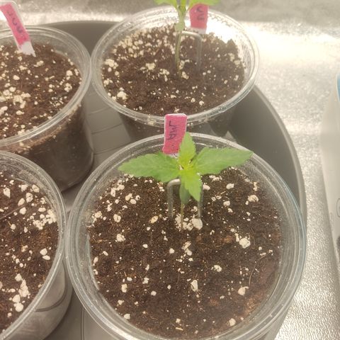 LSD Auto growlog timeline photo