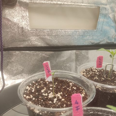 Lemon Cherry Gelato #2 growlog timeline photo