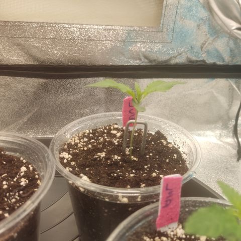 Lemon Cherry Gelato #1 growlog timeline photo