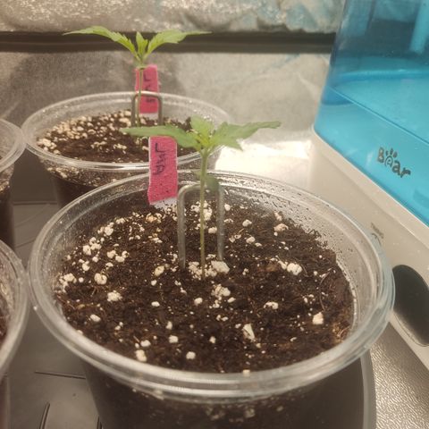 LSD Auto growlog timeline photo