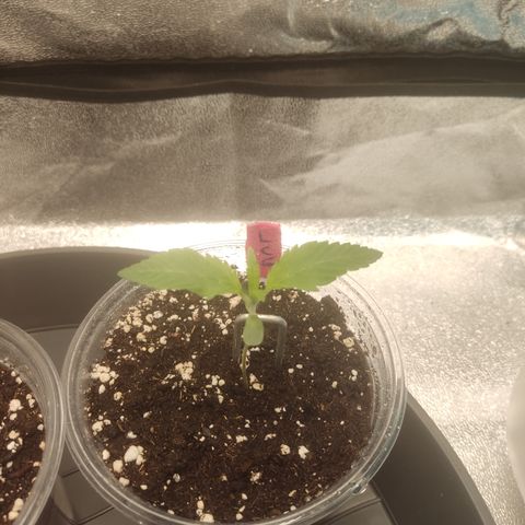 Lemon Cherry Gelato #1 growlog timeline photo