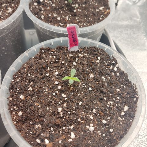 Lemon Cherry Gelato #2 growlog timeline photo