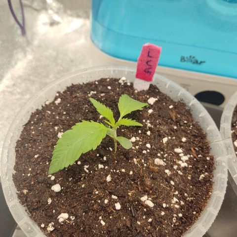 Lemon Cherry Gelato #1 growlog timeline photo