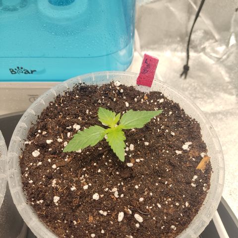 LSD Auto growlog timeline photo