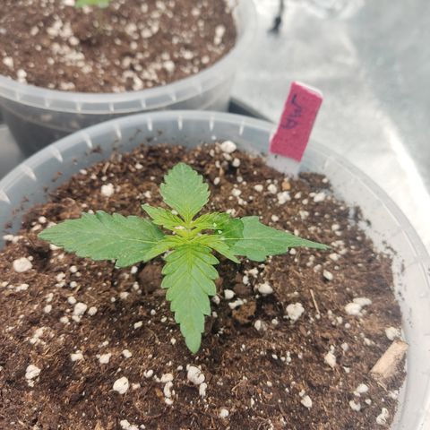 LSD Auto growlog timeline photo