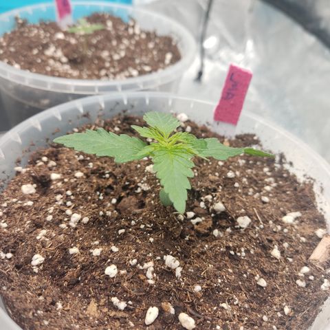 LSD Auto growlog timeline photo