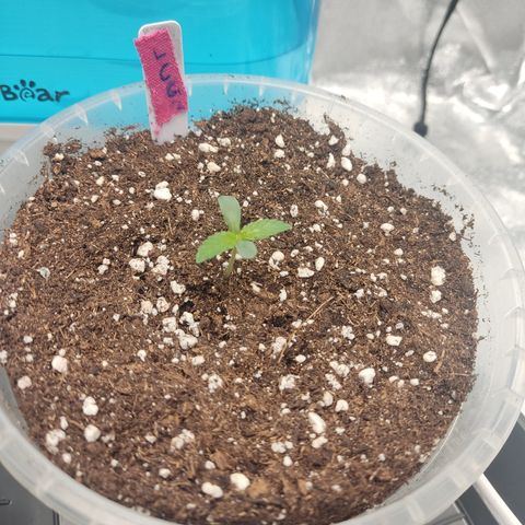 Lemon Cherry Gelato #2 growlog timeline photo