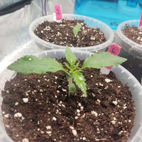 Lemon Cherry Gelato #1 growlog timeline photo