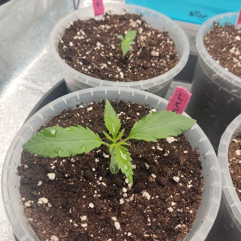 Lemon Cherry Gelato #1 growlog timeline photo