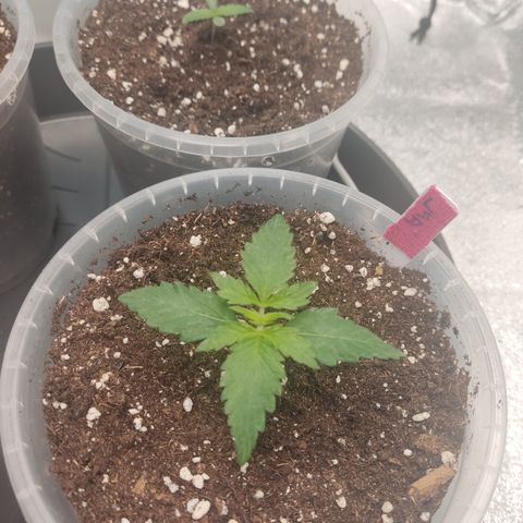 LSD Auto growlog timeline photo
